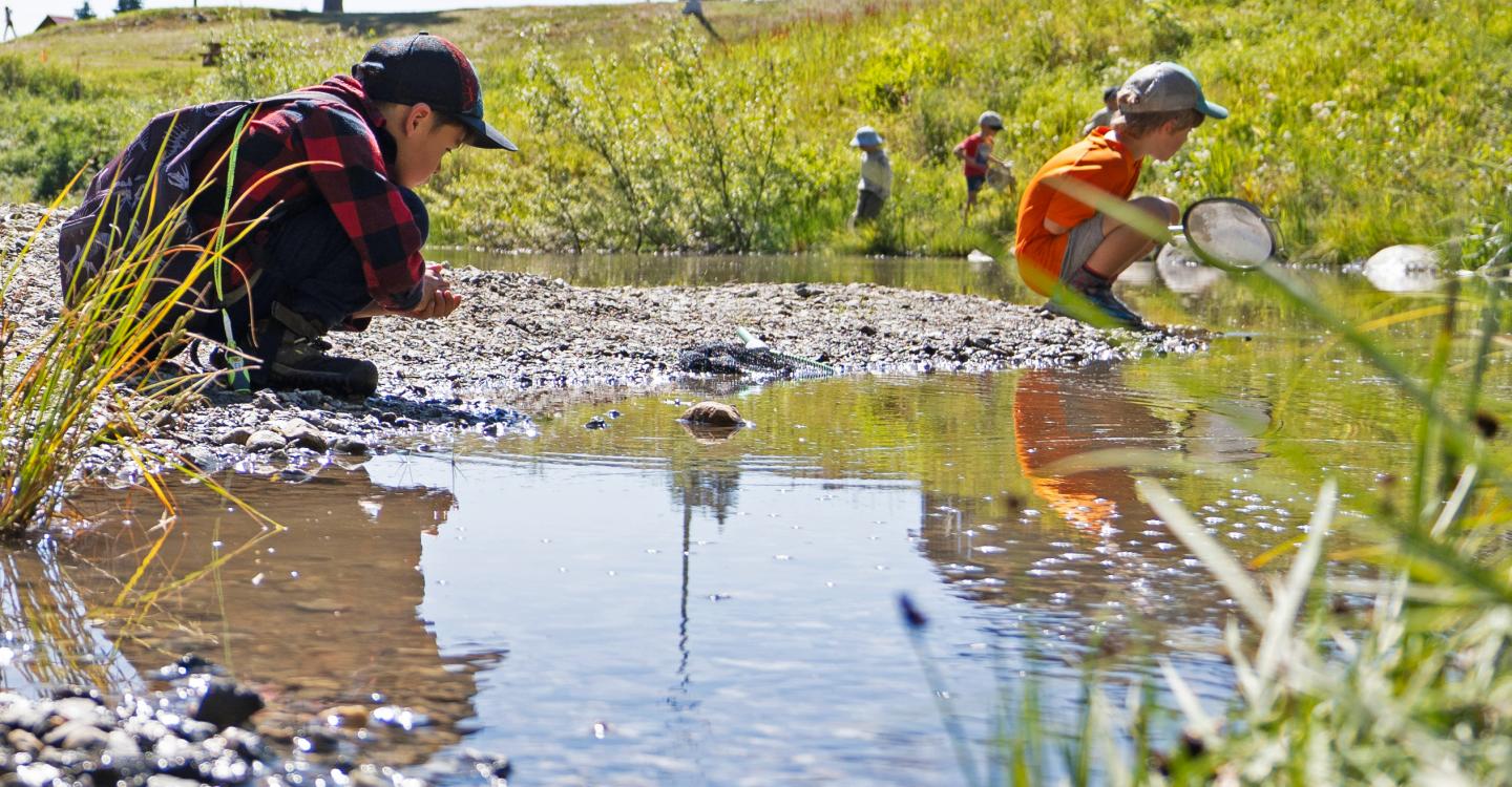 Children playing by a stream, one with a net, in a sunny outdoor setting.