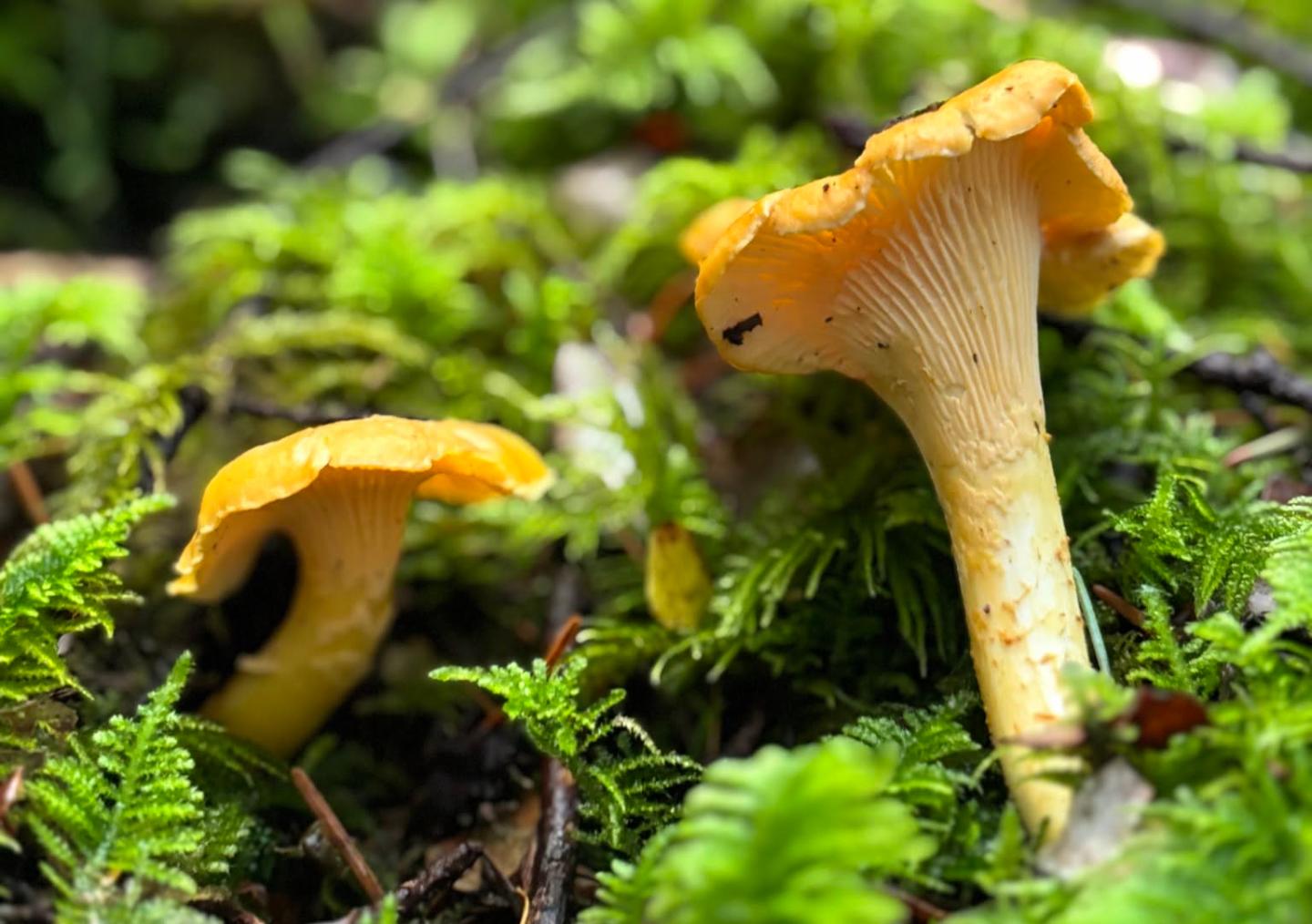 Two orange chanterelle mushrooms growing among green moss.